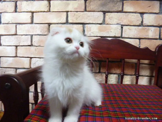 ID：1702-00267の子猫