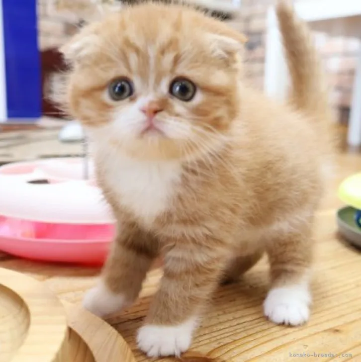 ID:2304-01916の子猫
