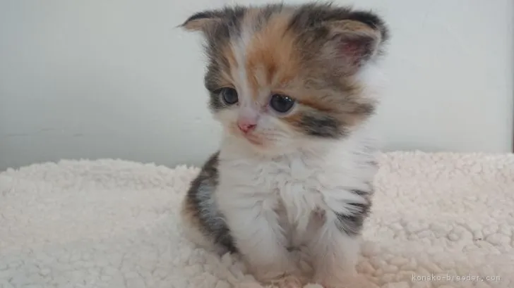 ID:1805-00322の子猫