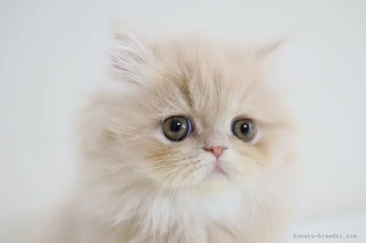ID:2204-00983の子猫