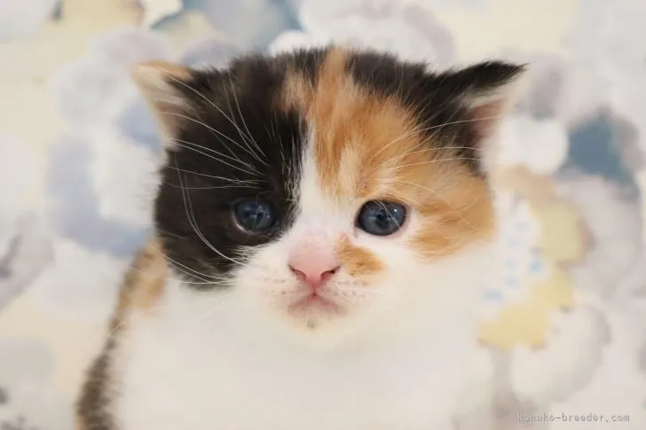 ID：2203-01117の子猫