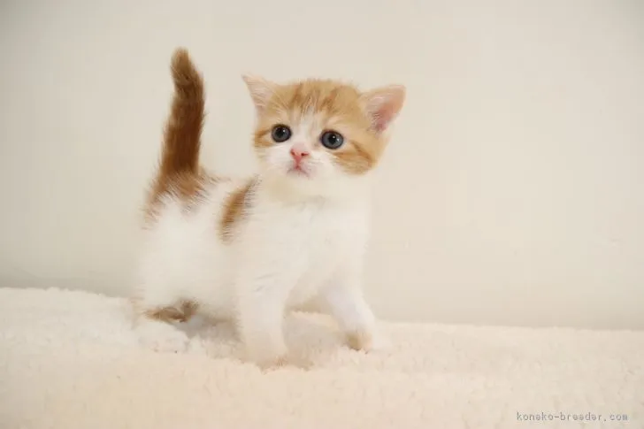 けい 様のお迎えした子猫