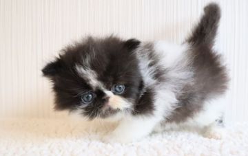 エキゾチックショートヘア【兵庫県・男の子・2019年8月15日・ブラック&ホワイト（セミロング）】の写真「顔に稲妻が走る可愛い男の子。ブラックサンダー」