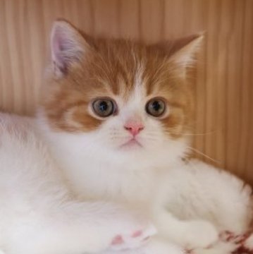 スコティッシュフォールド(立ち耳)【兵庫県・男の子・2023年2月7日・レッドタビー&ホワイト（ショート）】の写真「可愛いレッドタビー＆ホワイト　男子　お値引き中　」