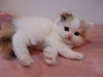 スコティッシュフォールド(立ち耳)【兵庫県・女の子・2017年6月1日・キャリコ(三毛)（セミロング）】の写真「もふもふセミロング、キャリコ（三毛）です。」