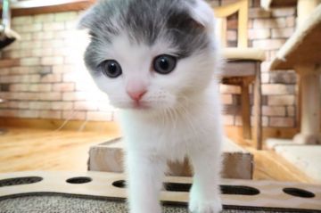 スコティッシュフォールド(折れ耳)【兵庫県・男の子・2019年10月2日・ブルー&ホワイト（ショート）】の写真「折れ耳がかわいらしい男の子。ブルー＆ホワイト」