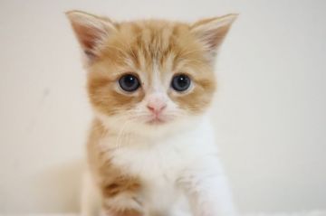 スコティッシュフォールド(立ち耳)【兵庫県・女の子・2020年9月15日・レッドタビ―&ホワイト（ショート）】の写真「優しお色、優しいお顔、とても可愛い子猫です。」