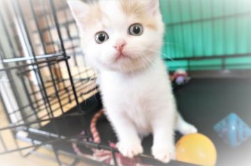 スコティッシュフォールド(立ち耳)【兵庫県・男の子・2019年8月5日・レッド&ホワイト（ショート）】の写真「目が大きく丸い。大きくなると男前」