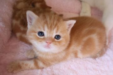 スコティッシュフォールド(立ち耳)【兵庫県・男の子・2022年2月24日・レッドタビ―（ショート）】の写真「綺麗なレッドタビー男の子」