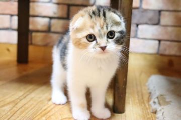 スコティッシュフォールド【兵庫県・女の子・2020年2月3日・キャリコ（ショート）】の写真「節分生れの立耳キャリコ　」