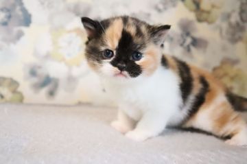 スコティッシュフォールド(立ち耳)【兵庫県・女の子・2020年3月18日・キャリコ（ショート）】の写真「派手目のキャリコ　お顔が特に特徴的です。　」