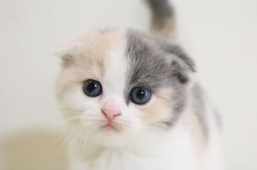 スコティッシュフォールド(折れ耳)【兵庫県・女の子・2019年9月9日・ダイリュート キャリコ（ショート）】の写真「短毛で折れ耳・ダイリュートキャリコの女の子」