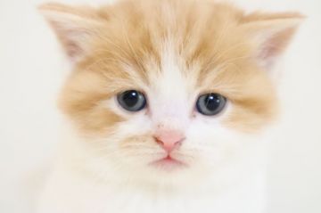 スコティッシュフォールド(立ち耳)【兵庫県・女の子・2019年10月23日・レッドタビ―&ホワイト（ショート）】の写真「とても綺麗なレッドタビ―＆ホワイトの女の子」