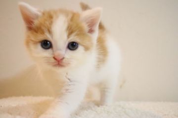 スコティッシュフォールド(立ち耳)【兵庫県・男の子・2020年9月15日・レッド&ホワイト（ショート）】の写真「白が多い優しい色、とても可愛い男の子です。」