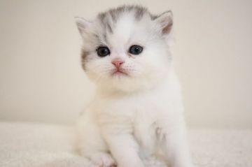 エキゾチックショートヘア【兵庫県・男の子・2020年4月11日・シルバータビ―&ホワイト（ショート）】の写真「丸いお目目、白くてモフモフです。」