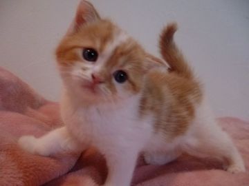 スコティッシュフォールド(立ち耳)【兵庫県・女の子・2017年6月1日・レッドタビー&ホワイト（ショート）】の写真「すくすく育っています。チョーかわいい女の子」