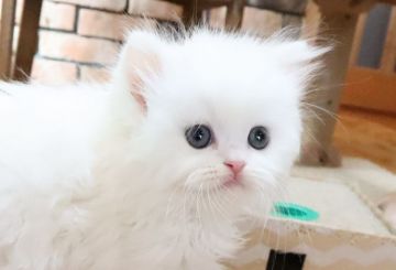 スコティッシュフォールド(立ち耳)【兵庫県・男の子・2019年10月2日・ホワイト&クリーム（セミロング）】の写真「ホワイトのかわいらしい男の子。尻尾だけクリーム」