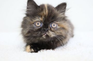 フォールデックス(非公認)【兵庫県・女の子・2021年8月18日・トーティ（セミロング）】の写真「ママ似の美人さんです。目が可愛いセミロング。」