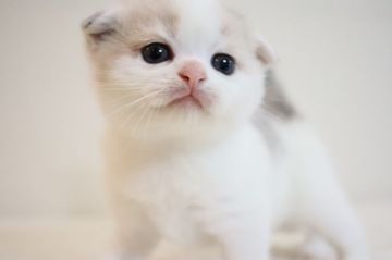 スコティッシュフォールド(折れ耳)【兵庫県・女の子・2020年4月9日・ダイリュート キャリコ（ショート）】の写真「綺麗なダイリュートキャリコ　折れ耳の女子」