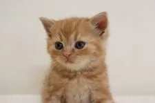 スコティッシュフォールド(立ち耳)【兵庫県・男の子・2019年1月5日・レッドタビ―】の写真1「2/14撮影」