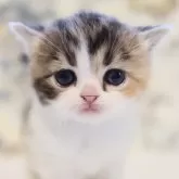 スコティッシュフォールド(立ち耳)【兵庫県・女の子・2024年4月11日・キャリコ】の写真1「丸い綺麗なお顔をしています。」