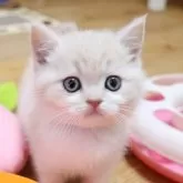 フォールデックス【兵庫県・女の子・2024年3月3日・クリーム】の写真1「耳の立・折で見分けます。安心して下さい。」