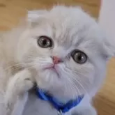 フォールデックス【兵庫県・男の子・2024年3月3日・クリーム】の写真1「零れ落ちそうな目　可愛くなっています」