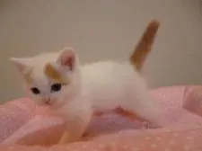 スコティッシュフォールド(立ち耳)【兵庫県・女の子・2017年4月25日・レッド&ホワイト】の写真2