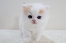 スコティッシュフォールド【・男の子・2023年4月14日・レッド&ホワイト】「生後２ケ月頃」