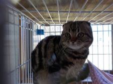 スコティッシュフォールド【・男の子・2016年9月21日・ブラウンタビー】「成長期」