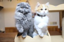 スコティッシュフォールド【・女の子・2021年9月16日・ブルー】「あーちゃんと招き猫遊び」