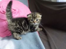 スコティッシュフォールド【・男の子・2016年9月21日・ブラウンタビー】「赤ちゃん」