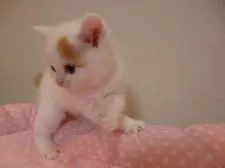 スコティッシュフォールド(立ち耳)【兵庫県・女の子・2017年4月25日・レッド&ホワイト】の写真3