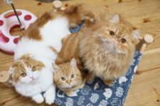 スコティッシュフォールド【・女の子・2022年2月27日・レッド&ホワイト】「生後８ケ月頃　仲良し」