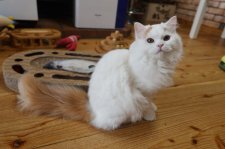 スコティッシュフォールド【・男の子・2023年4月14日・レッド&ホワイト】「生後６ケ月頃　」