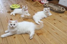 スコティッシュフォールド【・男の子・2023年4月14日・レッド&ホワイト】「３兄妹」