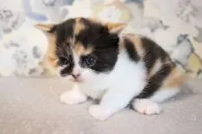 スコティッシュフォールド(立ち耳)【兵庫県・女の子・2020年3月18日・キャリコ】の写真4「4/12撮影」