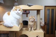 スコティッシュフォールド【・女の子・2022年2月27日・レッド&ホワイト】「生後１歳近く・年下バランパパと一緒に」