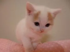 スコティッシュフォールド(立ち耳)【兵庫県・女の子・2017年4月25日・レッド&ホワイト】の写真5