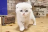 スコティッシュフォールド(折れ耳)【兵庫県・女の子・2025年9月6日・クリーム】の写真7