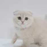 スコティッシュフォールド(折れ耳)【兵庫県・女の子・2025年9月6日・クリーム】の写真4