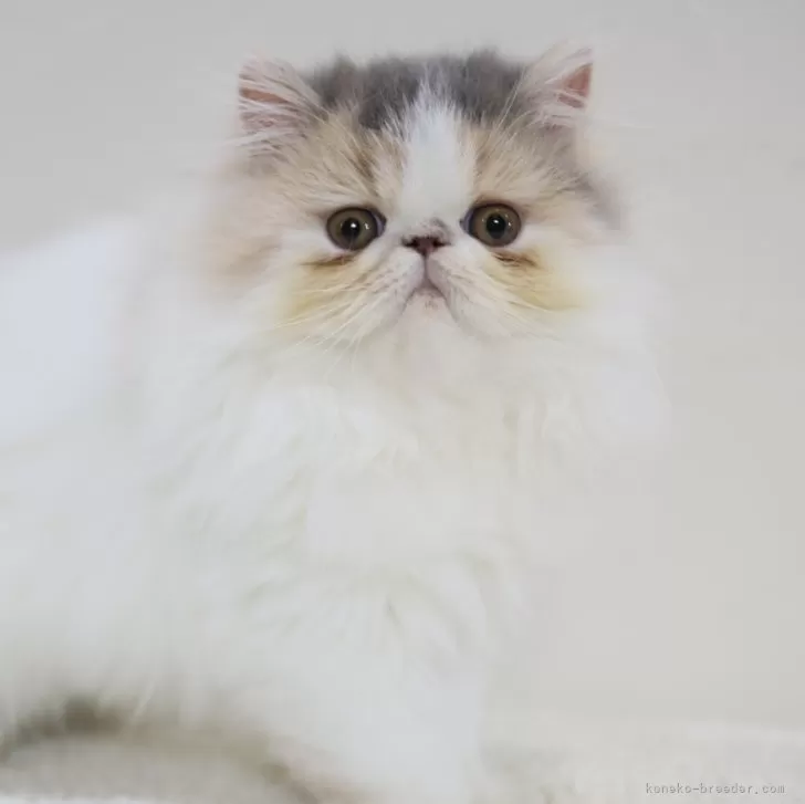 エキゾチックショートヘア【兵庫県・女の子・2025年7月10日・ダイリュートキャリコ】の写真1