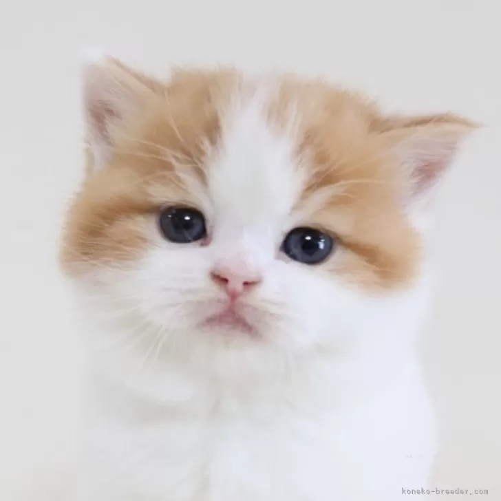 F.O 様のお迎えした子猫