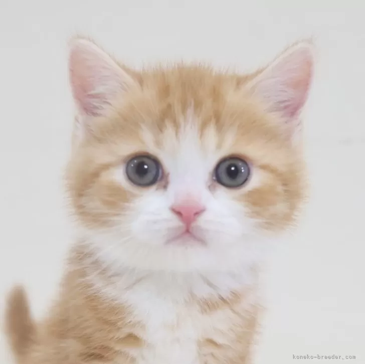 スコティッシュフォールド(立ち耳)【兵庫県・男の子・2025年10月11日・レッドタビー&amp;ホワイト】の写真1