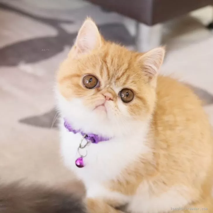ID:2412-00313の子猫