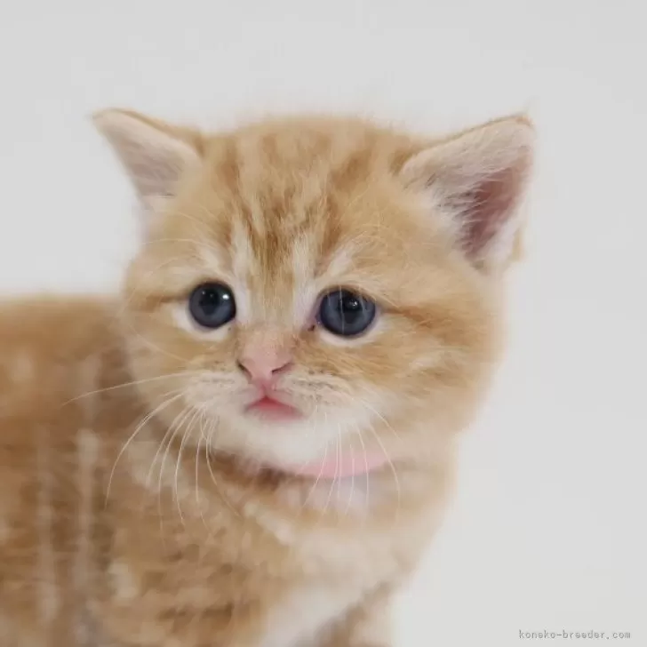 スコティッシュフォールド(立ち耳)【兵庫県・女の子・2025年10月1日・レッドタビー】の写真1