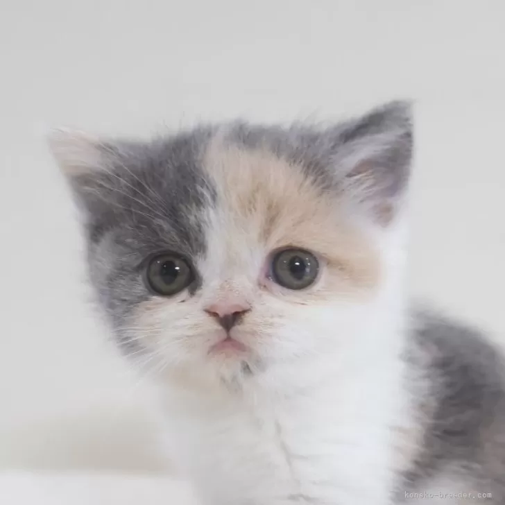 スコティッシュフォールド(立ち耳)【兵庫県・女の子・2025年10月11日・ダイリュートキャリコ】の写真1