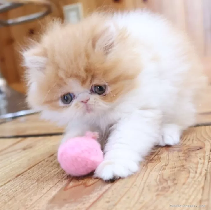 ID：2412-00312の子猫