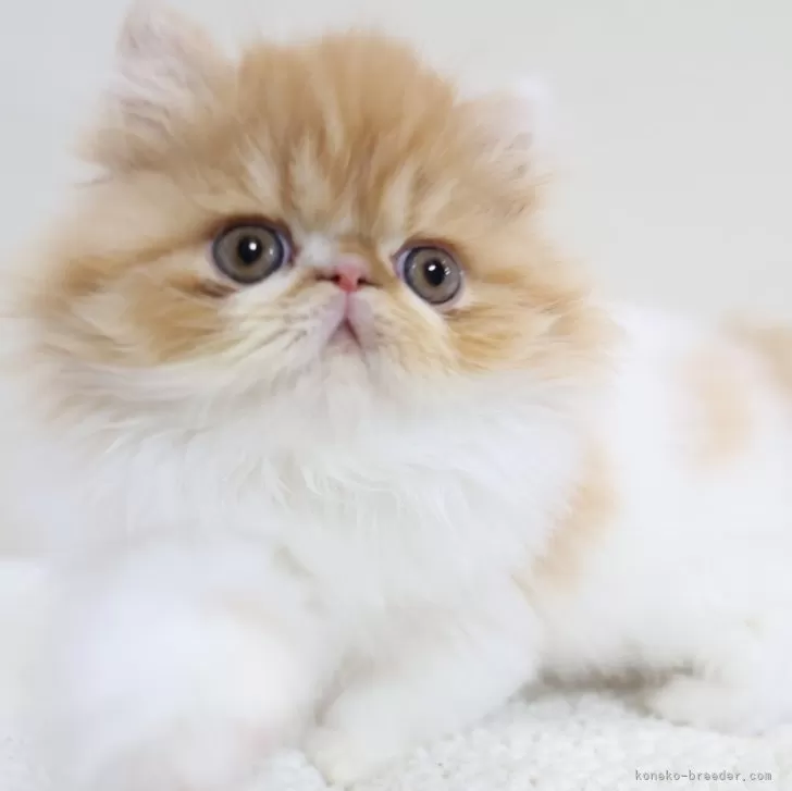 ID:2412-00277の子猫