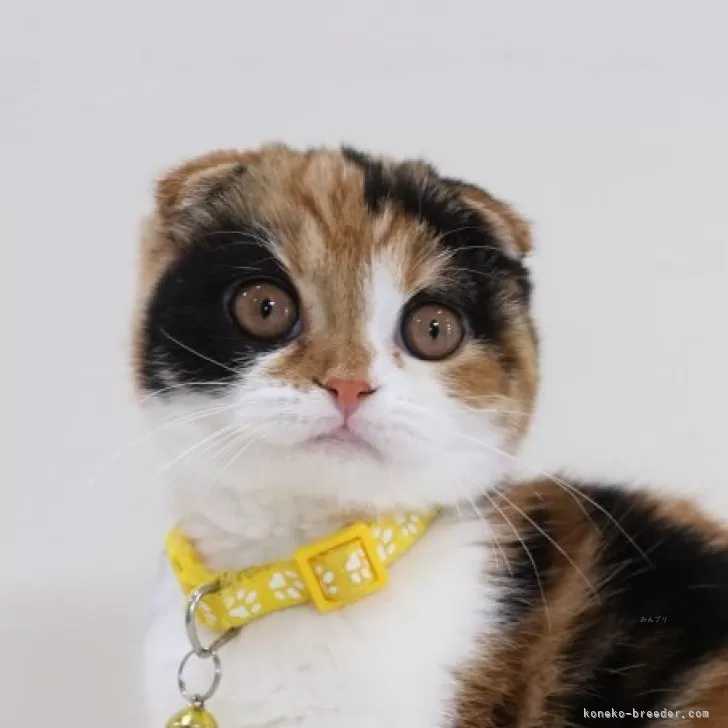 ID：2506-01499の子猫